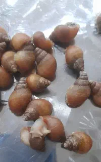 حلزون
