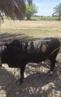 فروش گاو نر