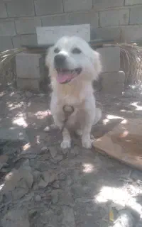 پامر نر ۲ ساله