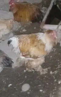 فروش تعدادی مرغ و خروس برهما