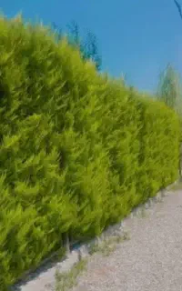 پیمانکا ی وطراحی فضای سبز