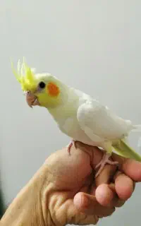 عروس هلندی رام دستی، بازیگوش و سینه پر و خاص
