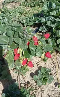 نیازمندکارگرساده خانم