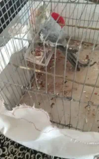 پرنده