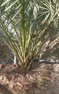 نخل قصب