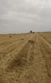 شهر دشت عباس