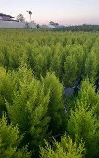 نهال درخت میوه سرو لاوسون کامیس