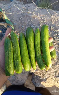 خیار مخصوص خیارورش