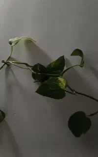 گل و گلدان
