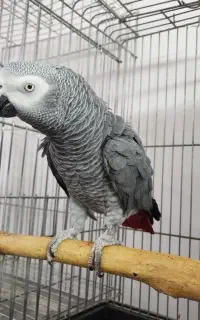 کاسکو نر بالغ دستی و سخنگو