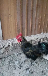 خروس های محلی گلین و چهل تاج سالم یکساله