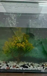 آکواریوم ۷۰ سانتی ۸ میل