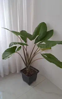 گیاه بابا آدم