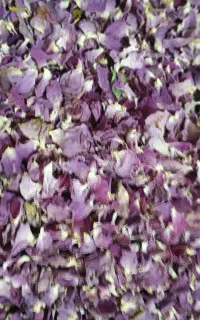 گل محمدی و غنچه