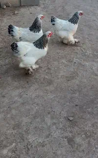 برهما مولد