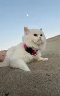 گربه پرشین کت