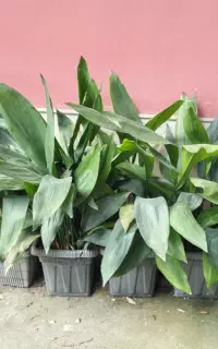 گل  عبایی