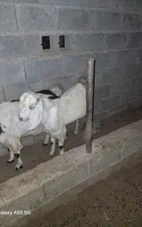 یک عدد چپشت چاق