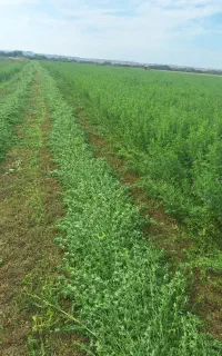 یونجه