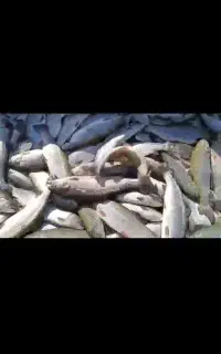 ماهی سالمون تنآژ بالا