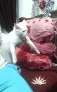 گربه ماده سفید نژاد دار سه ماهه