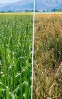 کودارگانیک برای مشاوره رایگان