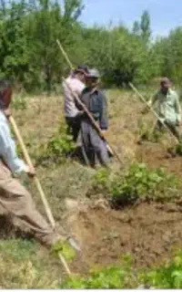 کارگر جهت باغبانی و نگهداری 4 ماهه نیازمندیم