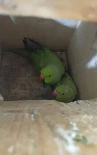 جفت ملنگو مولد به شرط