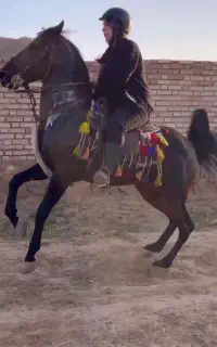 فروش یک راس اسب کره ناتو کلهر
