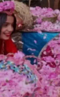 تور یک روزه گلاب گیری کاشان