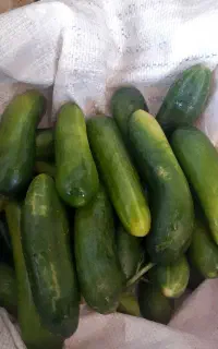 خیارنول ممتاز