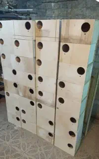 لانه عروس هلندی