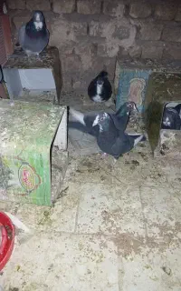گم شده مایه پلنگ