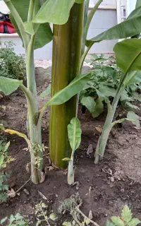 نهال موز