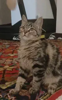 واگذاری رایگان گربه