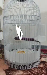 قفس معاوضه با قفس کاسکویی