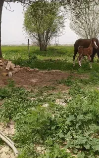 اسب مادیان