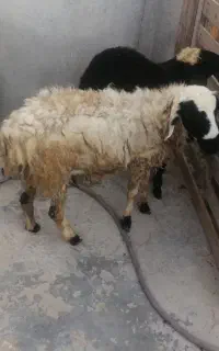 دوتا غوچ دارم ونری شهری