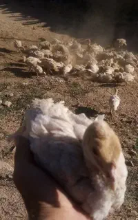 جوجه بوقلمون بیوتی سفید