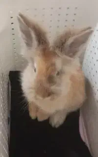 خرگوش لوپ پشمالو