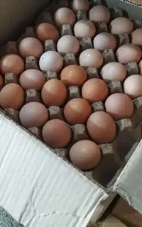 تخم نطفه دار محلی درشت گلپایگان