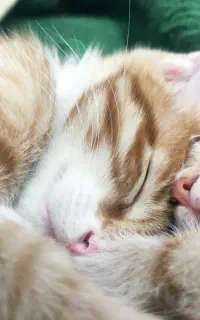 واگذاری گربه شیطون ۳ماهه