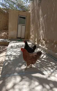 مرغ و خروس