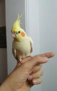 طوطی عروس هلندی های سخنگو و چلوندنی و اموزش دیده