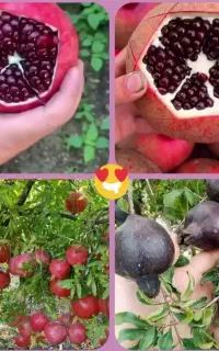 نهال انار ژله ای و ....