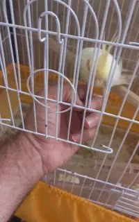 جفت عروس اهلی