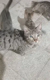 واگذاری گربه