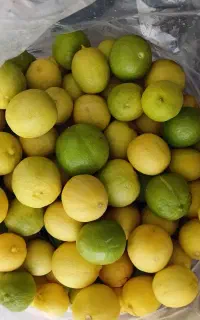 فروش لیمو