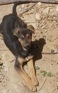 توله دوبرمن