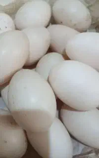 تخم اردک اسراییلی